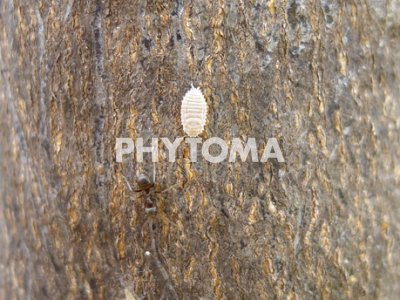 Delottococcus aberiae ( D. aberiae )
